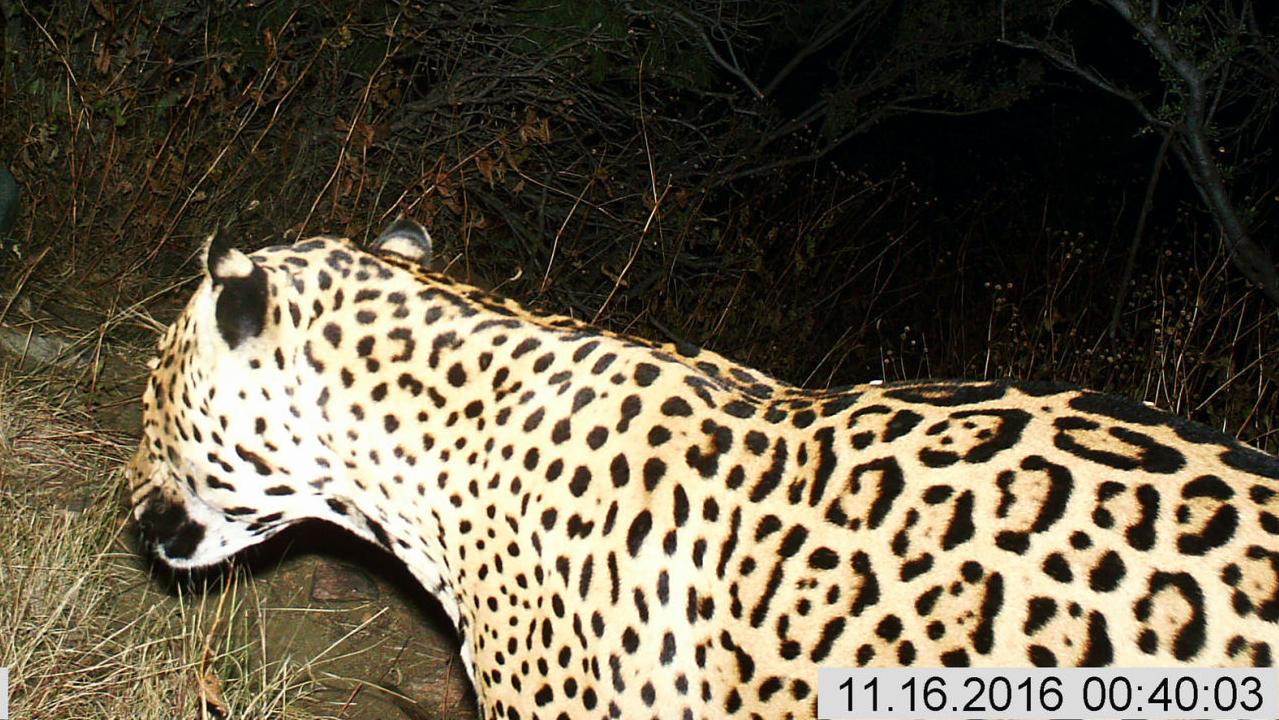 New jaguar photographed in Southern Arizona; third seen here since '11